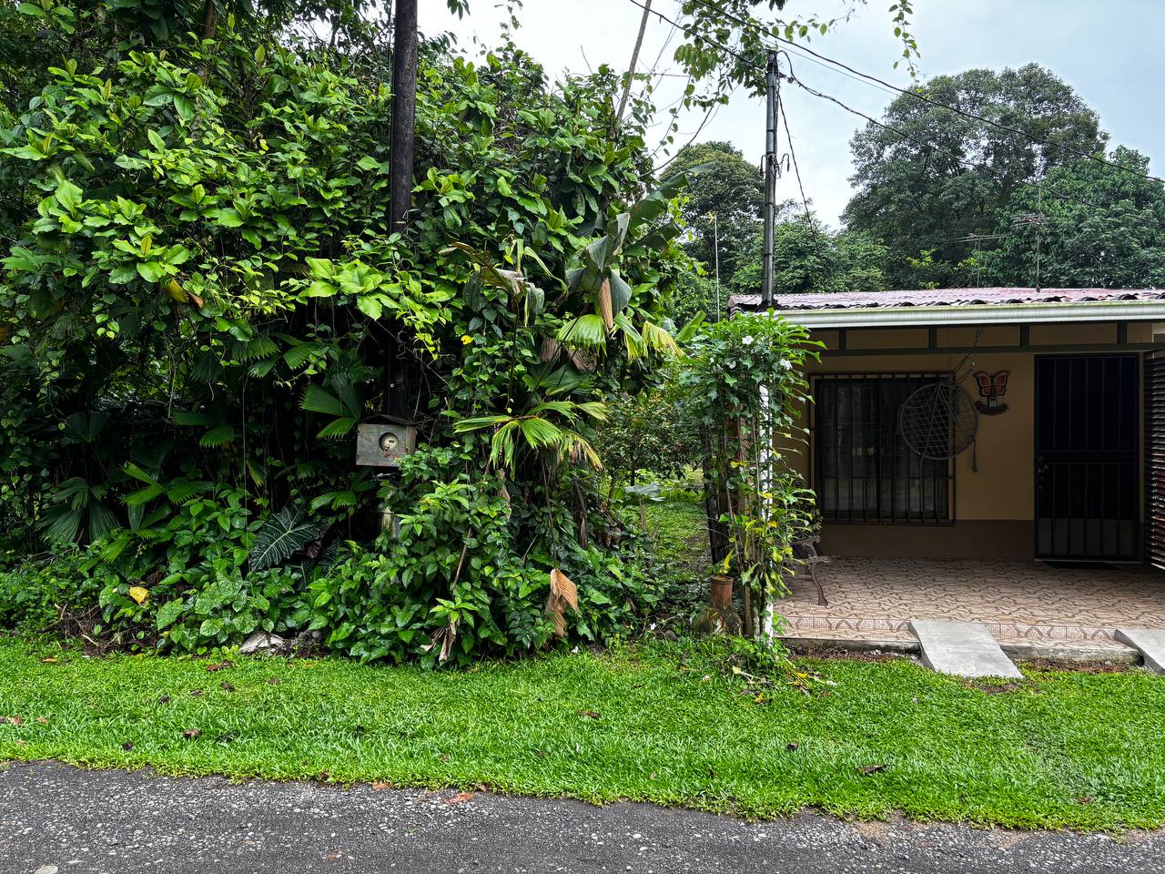 Lush jungle surroundings of Apartamento Leonor